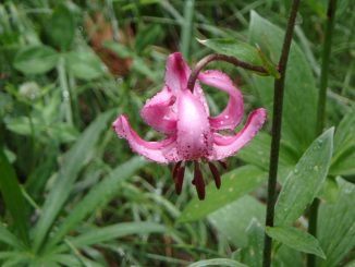 Lilium Martagon Lys Martagon 3