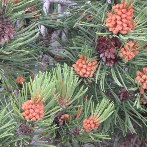 Pinus Sylvestris Cône Mâle