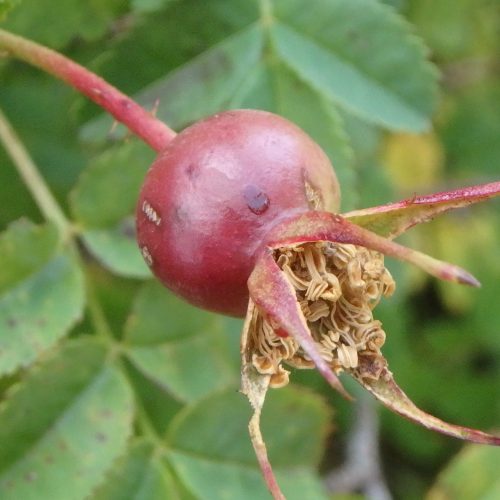 Rosa Spinosissima Fruit