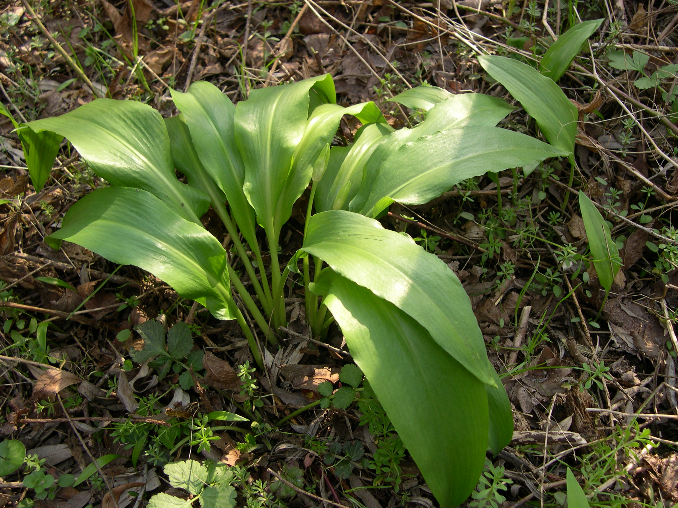 Allium Ursinum