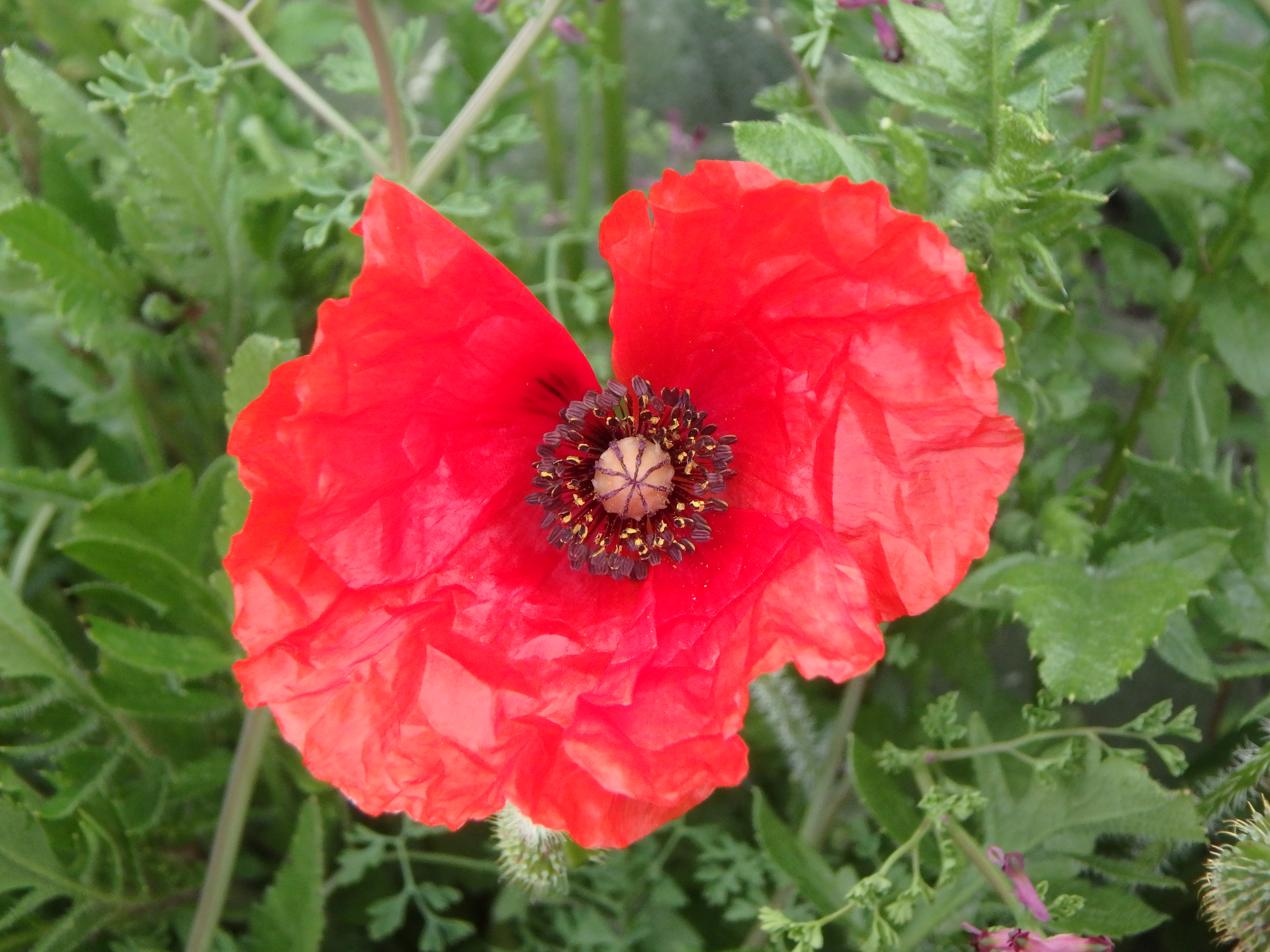 Coquelicot Papaver Rhoeas