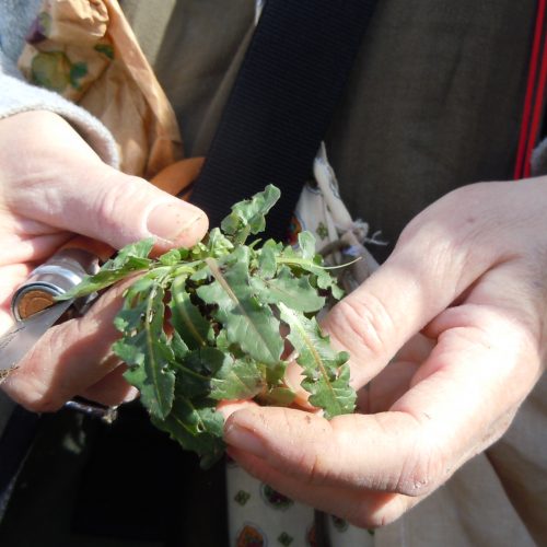 Crepis Taraxacifolia Crépide à Feuille De Pissenlit