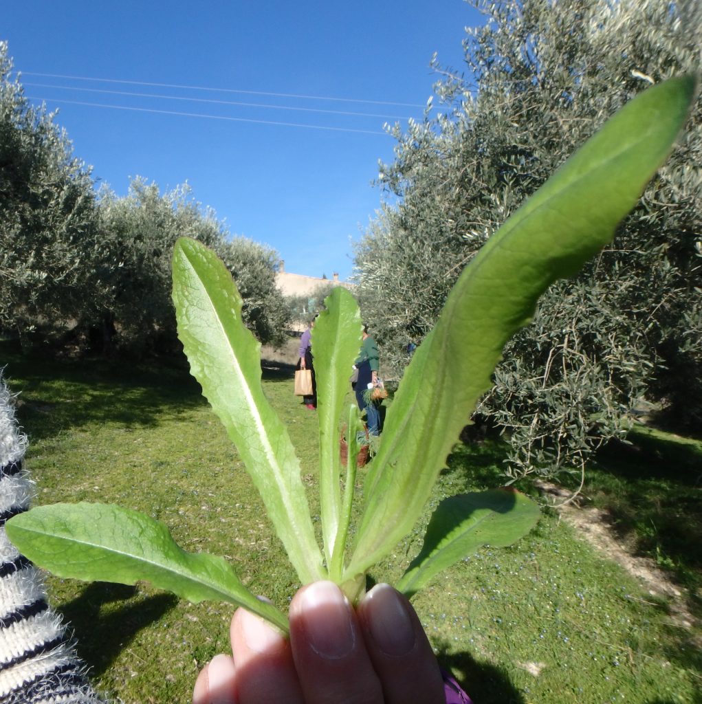 Lactuca Serriola