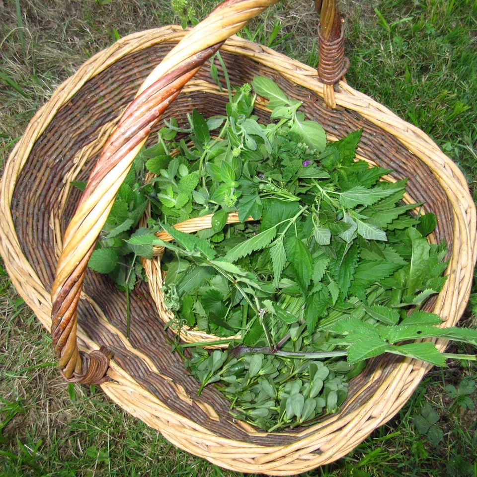 Panier Orties Et Herbes