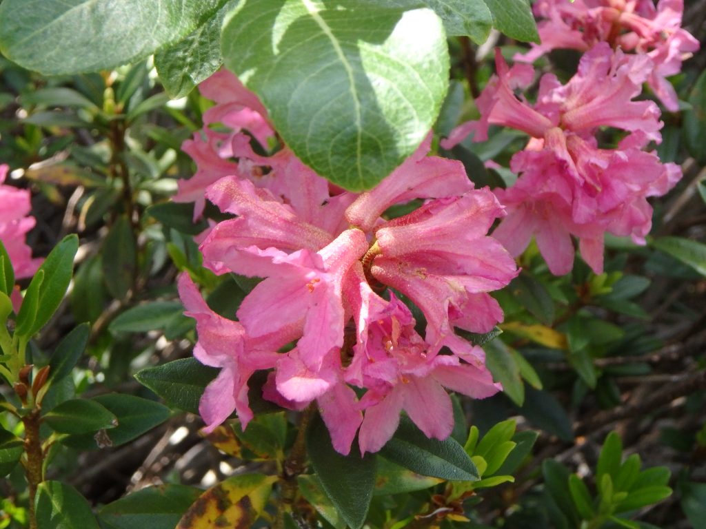Rhododendron1