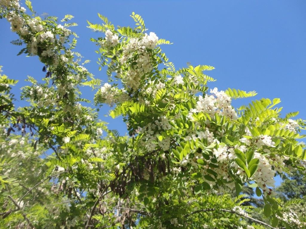 Robinier Pseudo Acacia