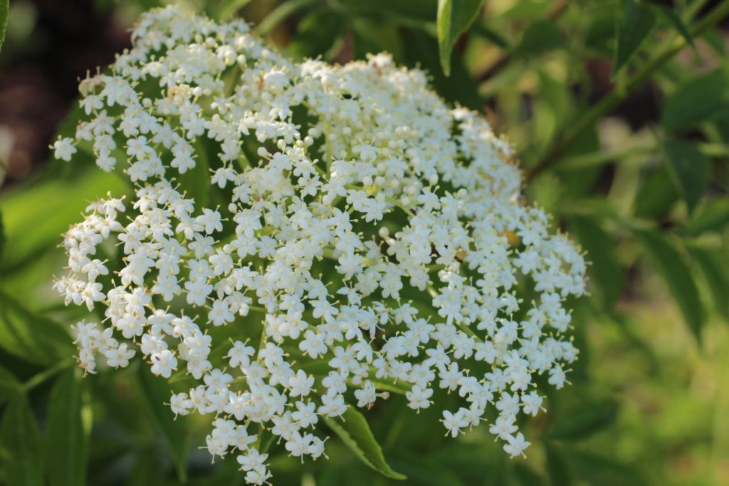 Sureau Noir Fleurs