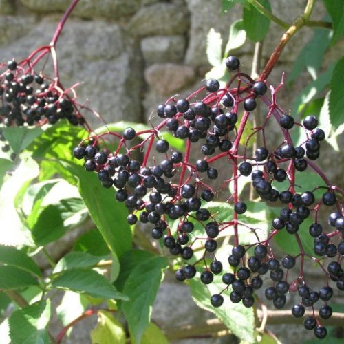 Sureau Noirs Fruits