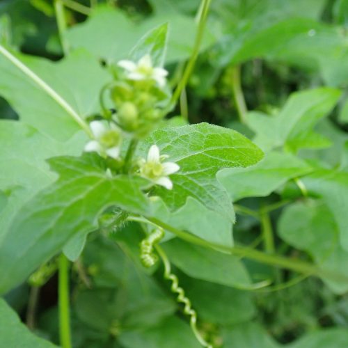 Bryonia Dioica2 1
