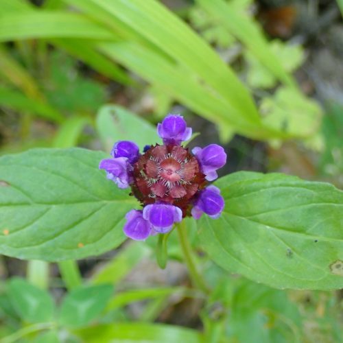 Prunella Grandiflora1