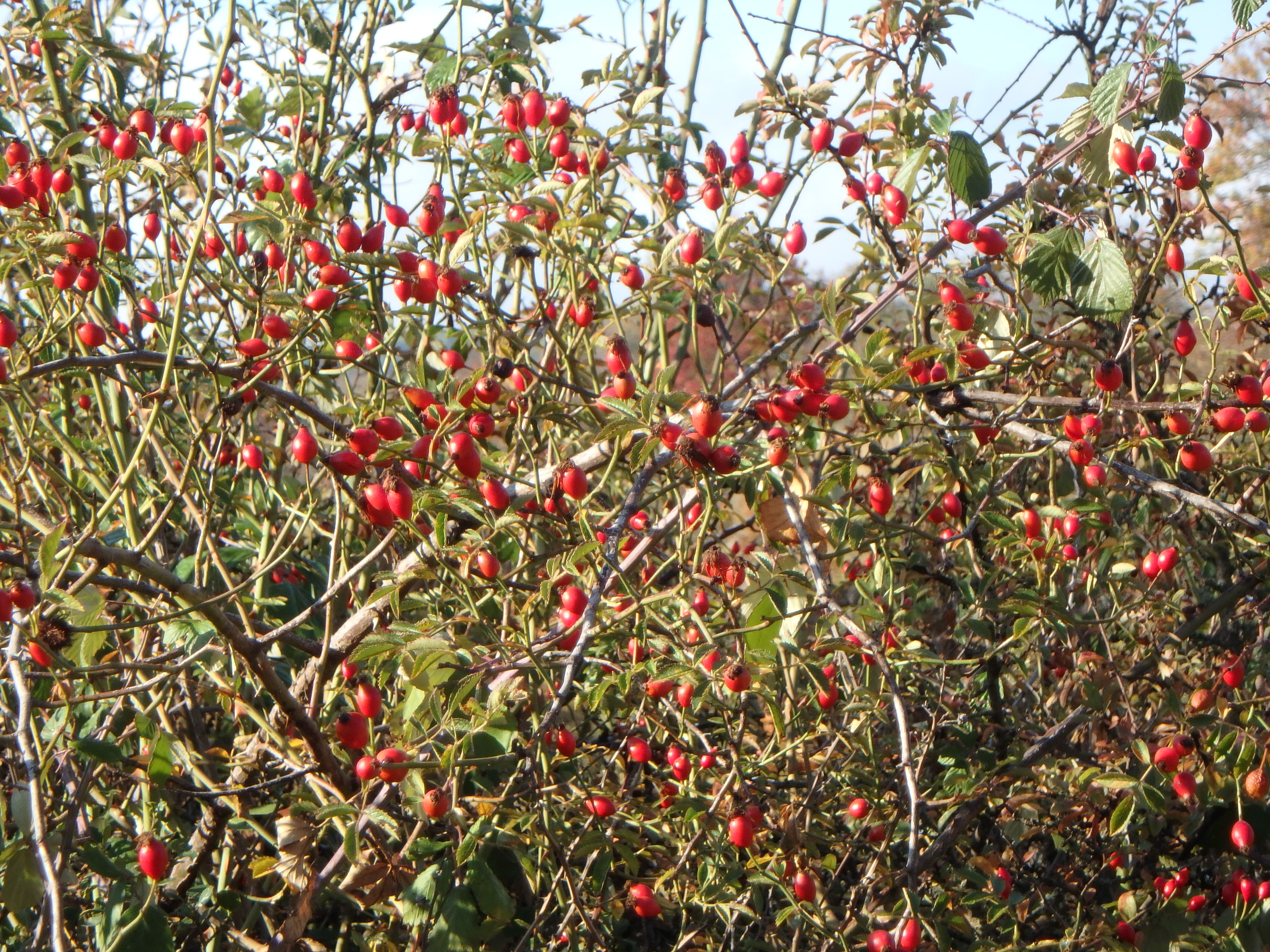 Rosa Canina Eglantier 1