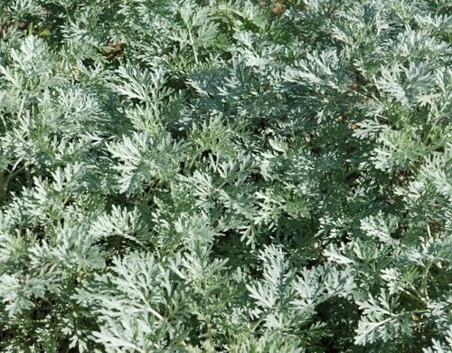 Artemisia Absinthium 1