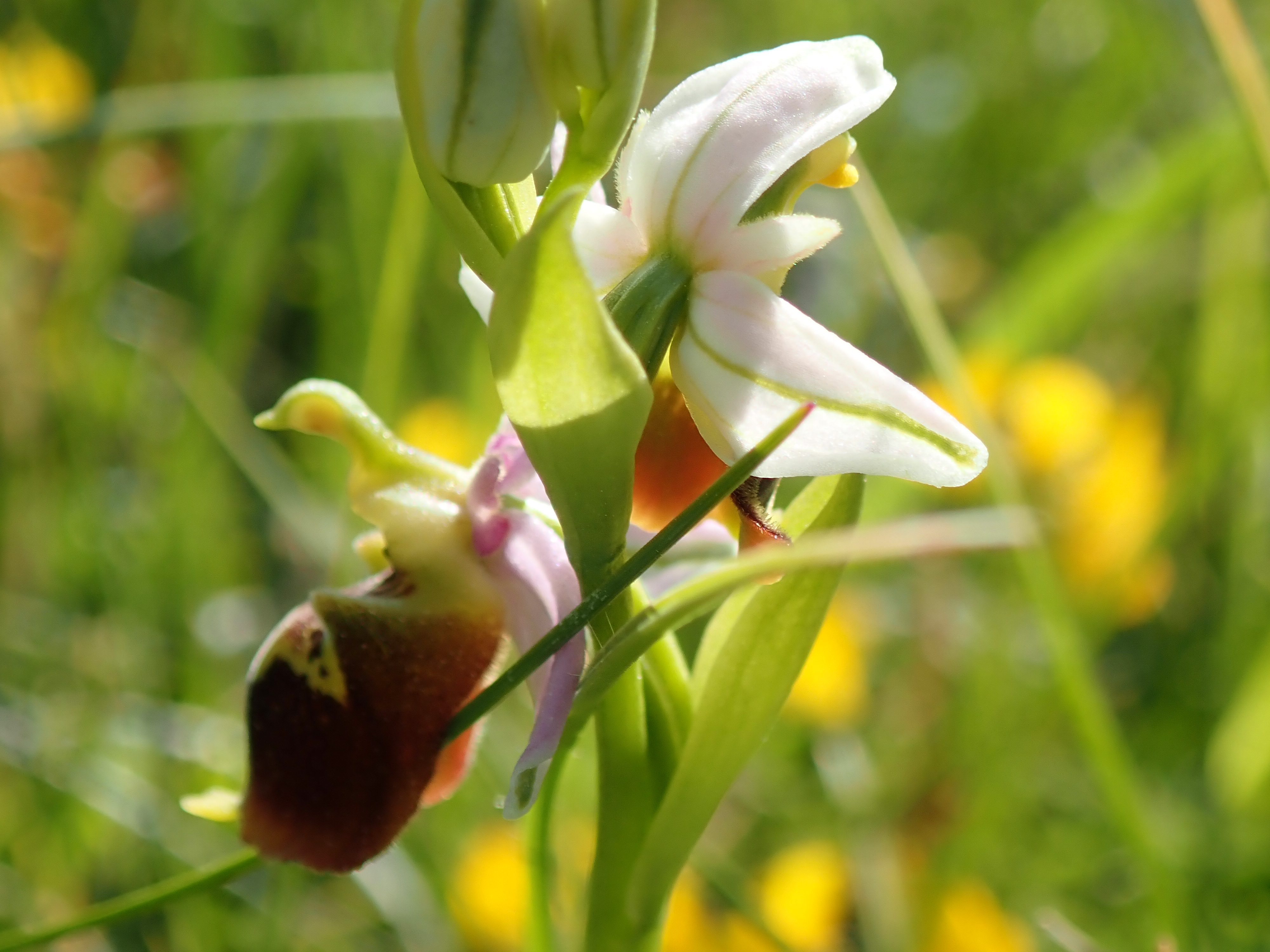 Ophrys Druentica 1