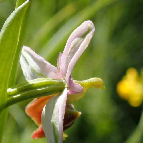 Ophrys Druentica2