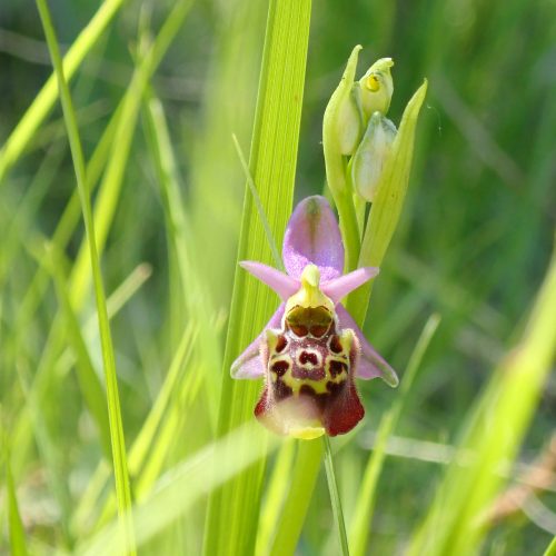 Ophrys Druentica4