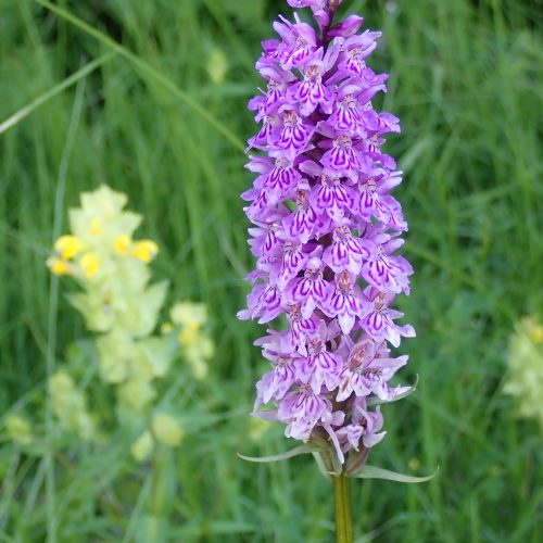 Orchis Sp