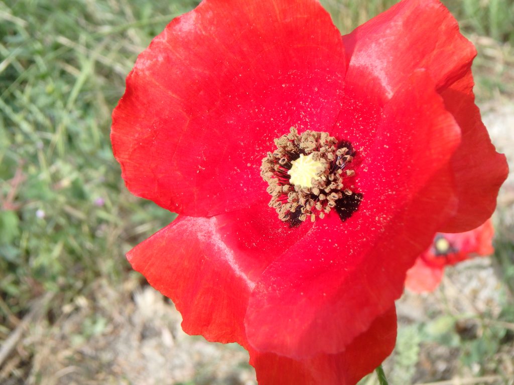 Papaver Rhoeas 2