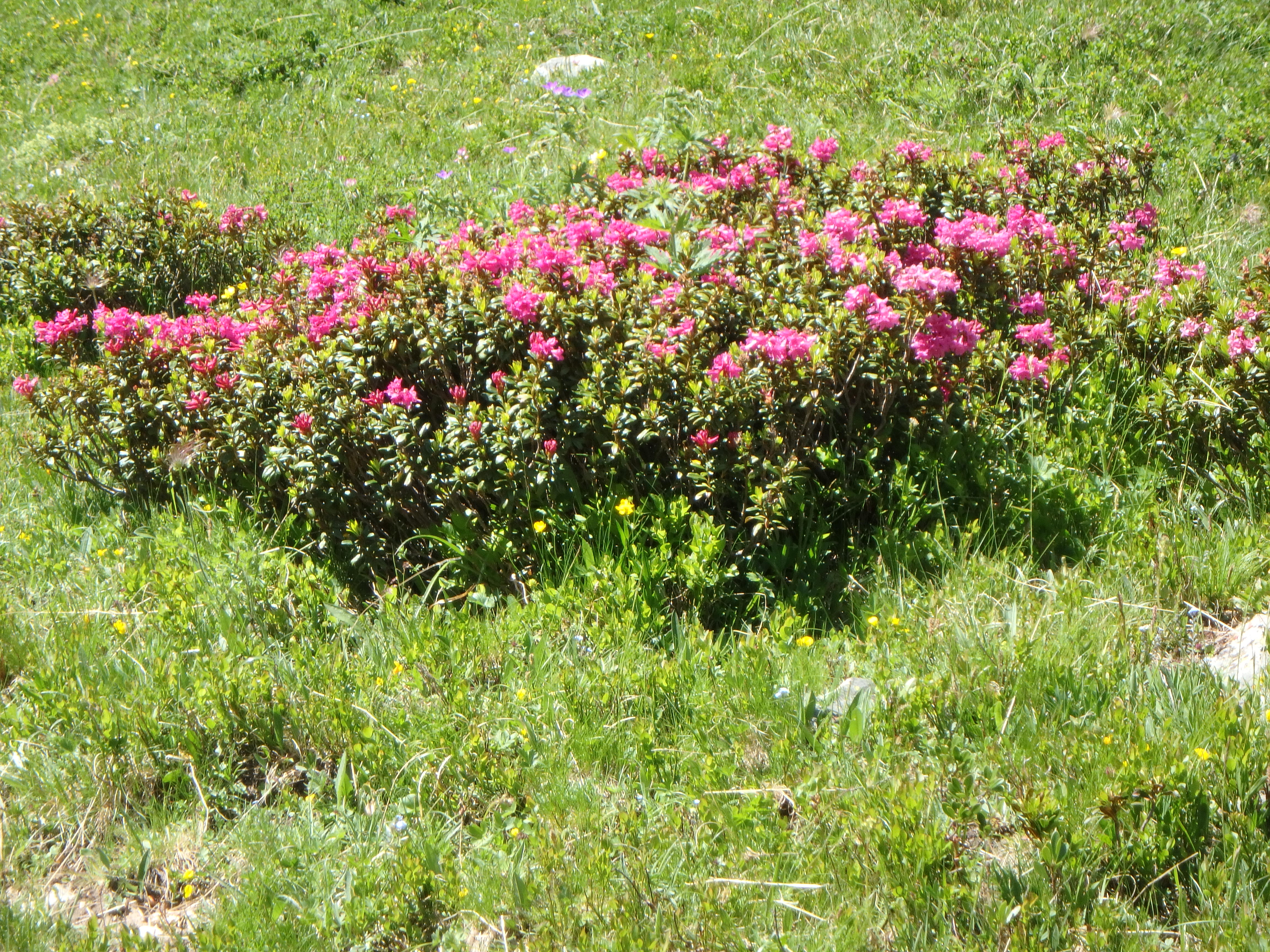 Rhododendrons