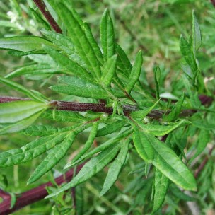 Artemisia Vulgaris Armoise Commune Graines 
