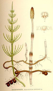 Equisetum Arvense Planche