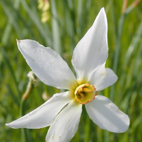 Narcissus Poeticus