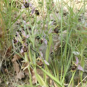 Ophrys Bourdon