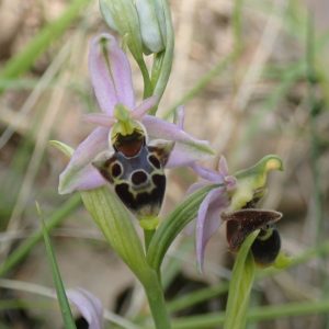Ophrys Pseudocolopax Ophrys Bourdon 1