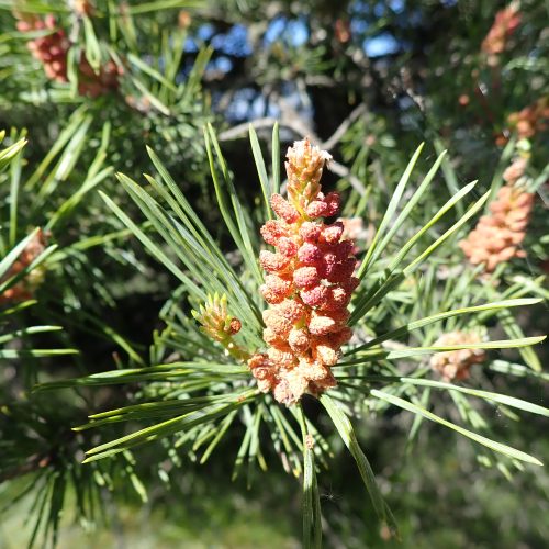 Pinus Sylvestris Cônes Mâles