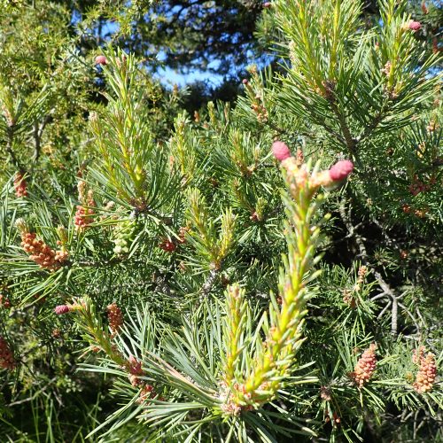 Pinus Sylvestris Cônes Mâles à G Cônes Femelles à D.