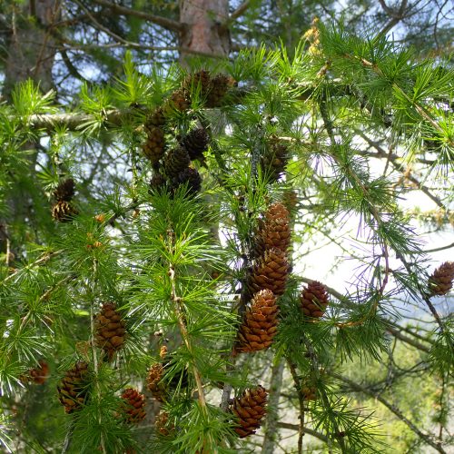 Pinus Sylvestris Cônes Femelles 2e Année