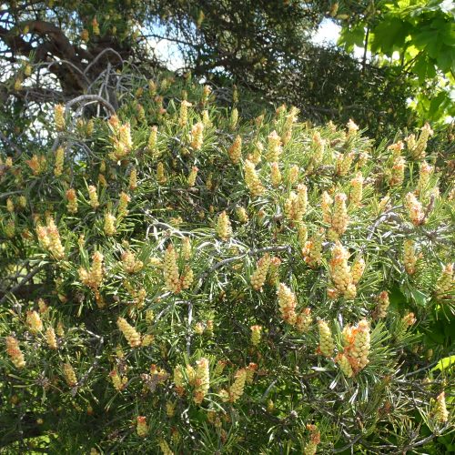 Pinus Sylvestris Cônes Mâles 1