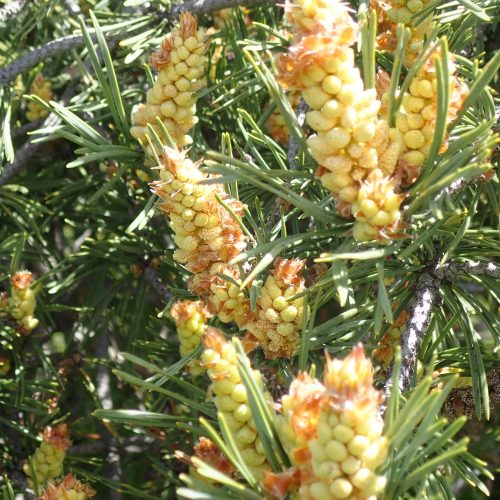 Pinus Sylvestris Cônes Mâles