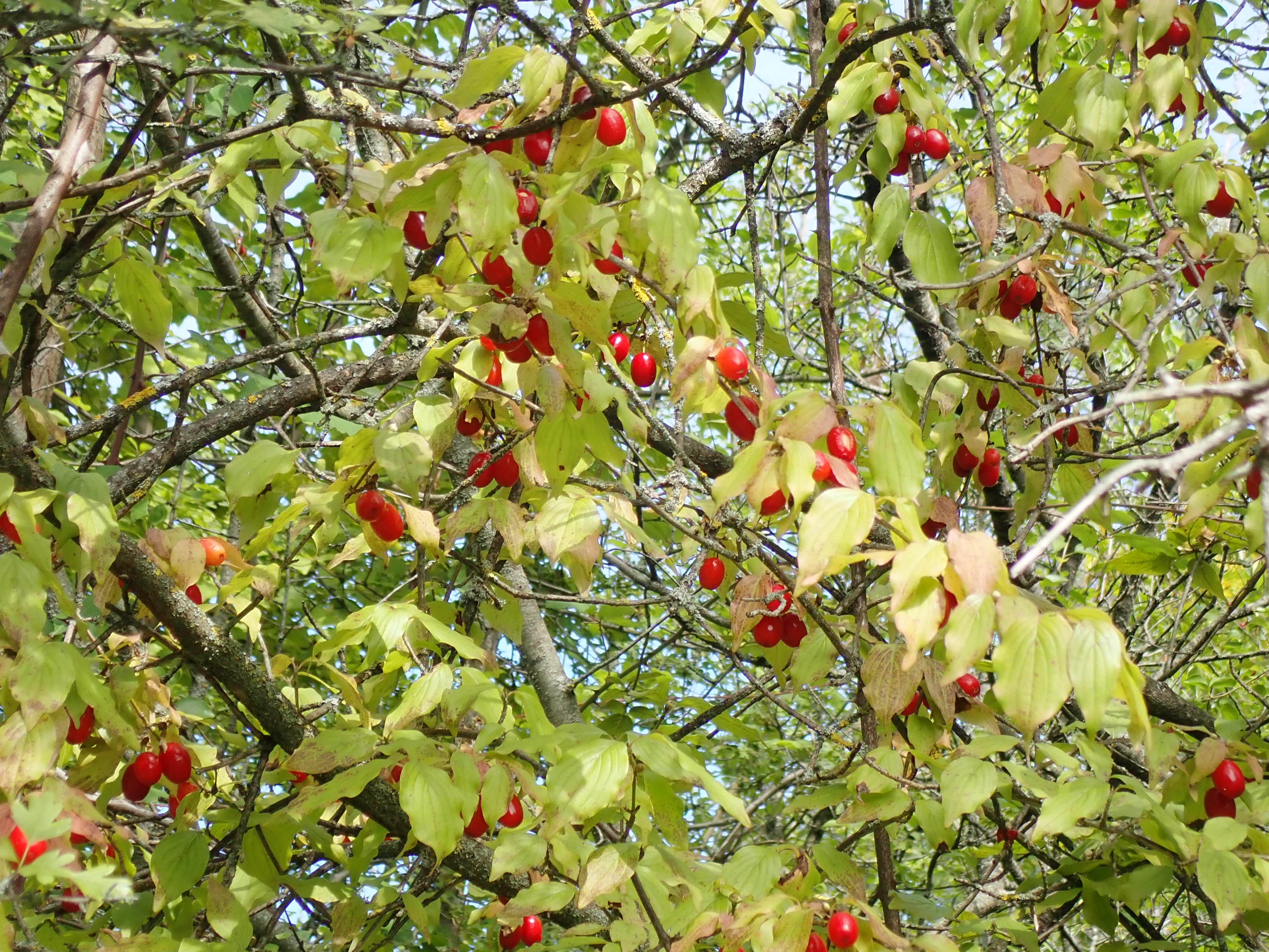 Cornus Mas11