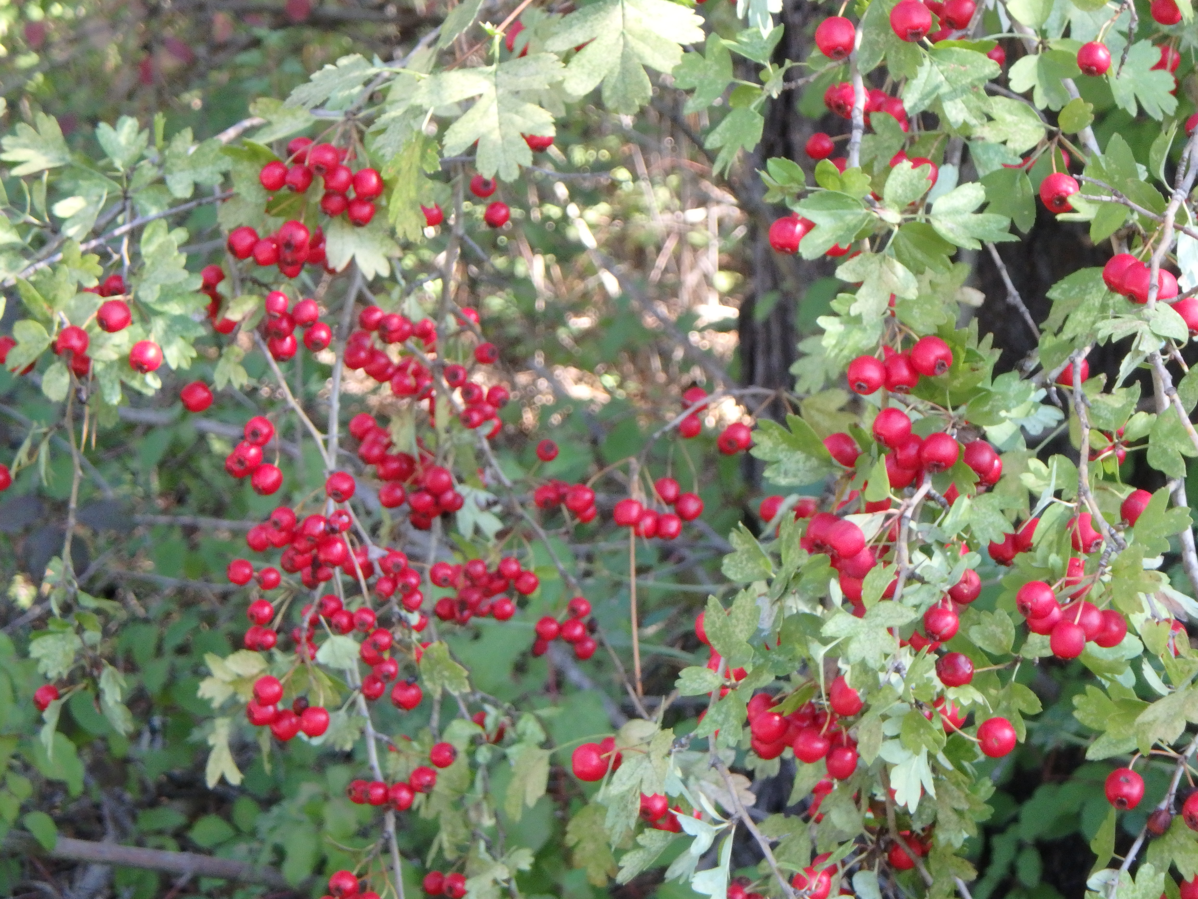 Crataegus Monogyna Fruits 3