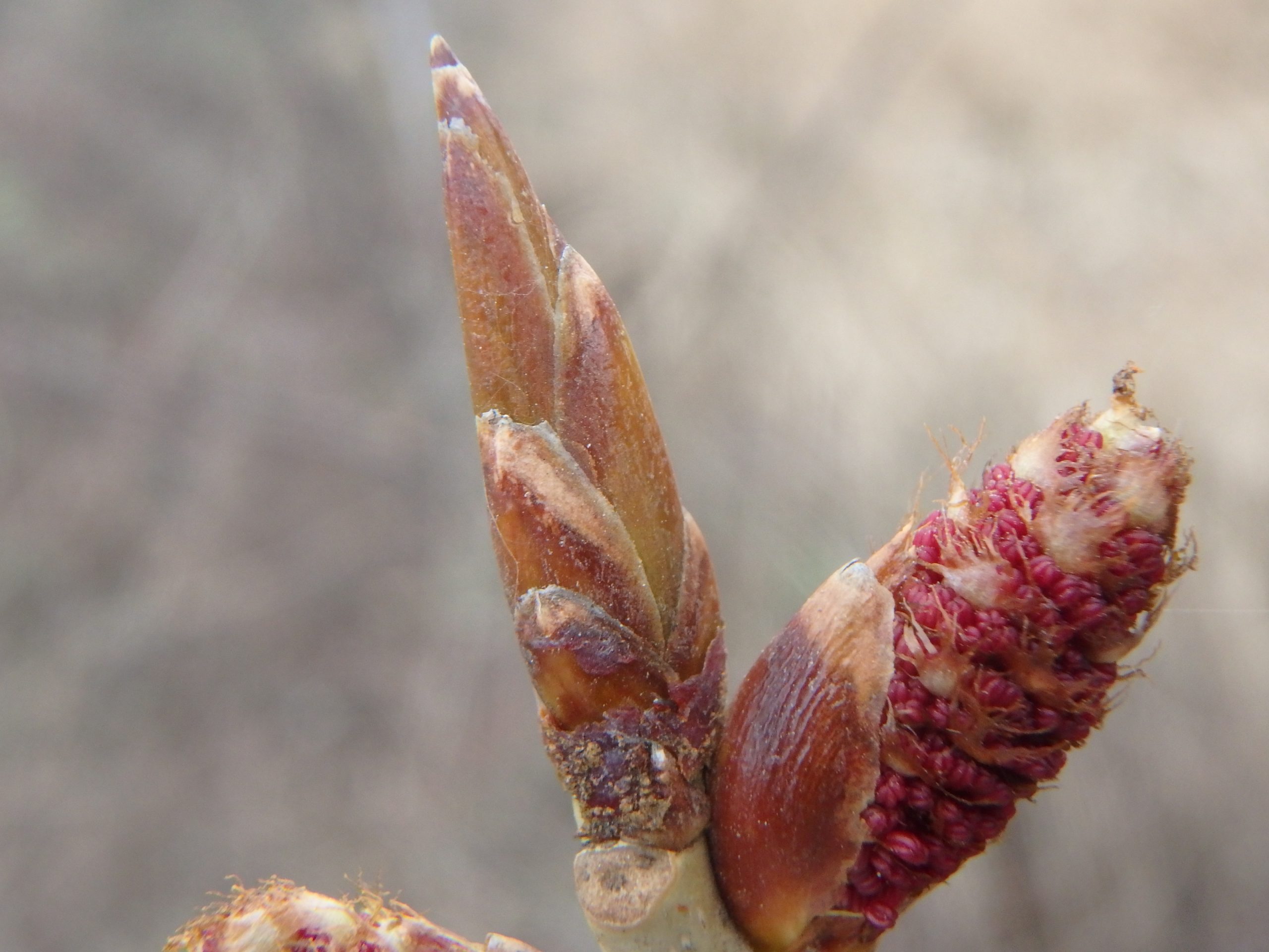 Populus Nigra Bgs Femelles