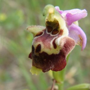Ophrys Fuciflora 10