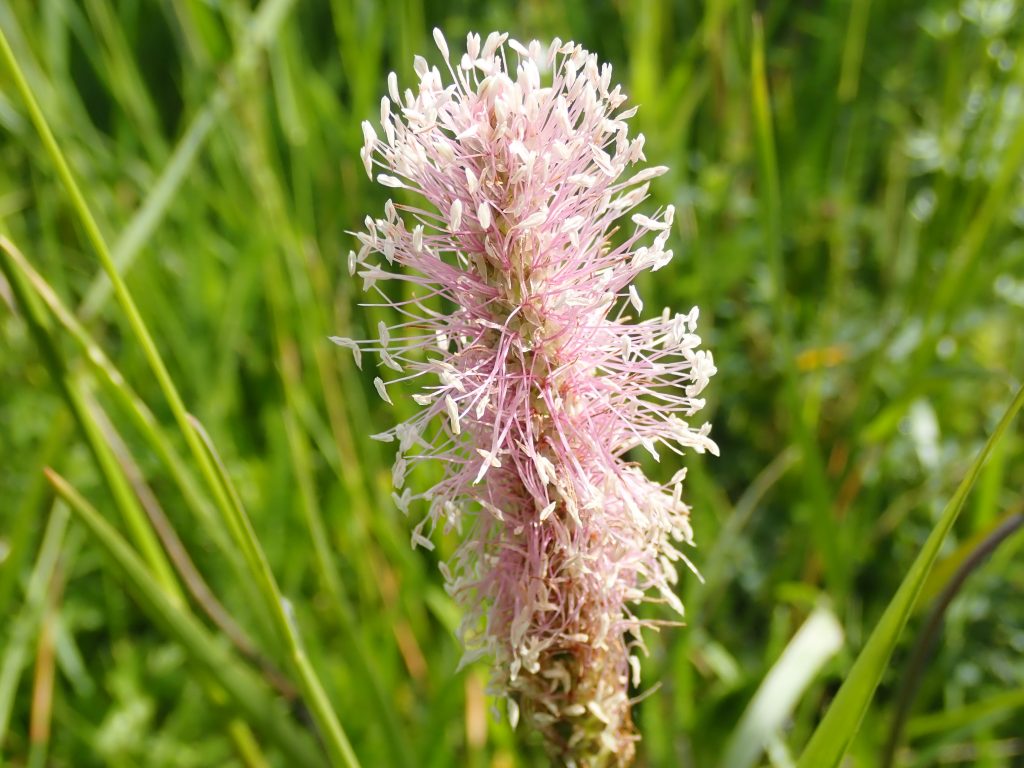 Plantago Ovata Fleur