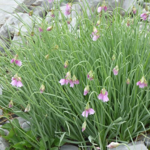 Allium Narcissiflorum Ails à Fleurs De Narcisse