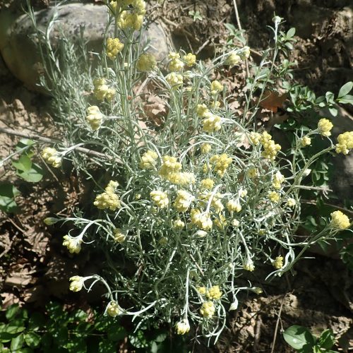 Helicrysum Stoechas Immortelle