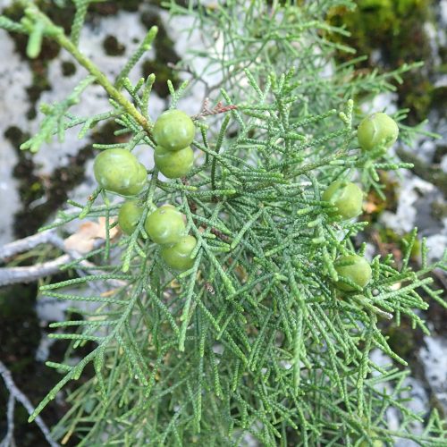 Juniperus Phoenicum