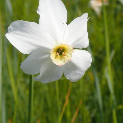 Narcissus Poeticus Crête De Lure2