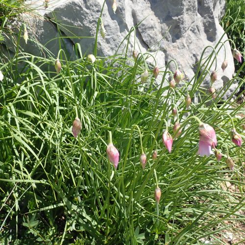 Allium Narcissifolium