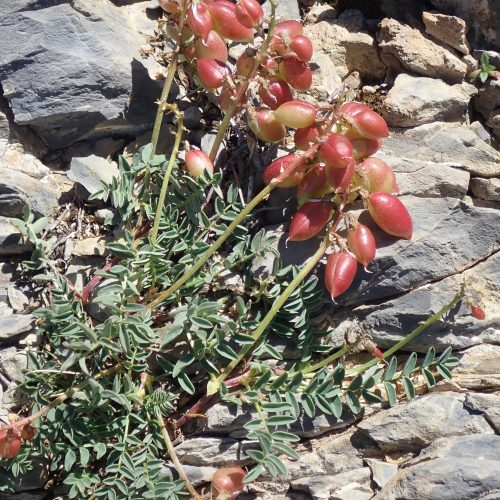 Astragalus Australis