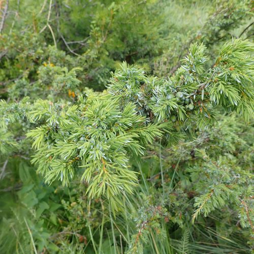 P7260205 Juniperus Sabina