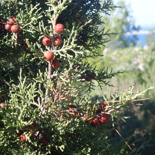 Juniperus Phoenica Genevrier De Phenicie