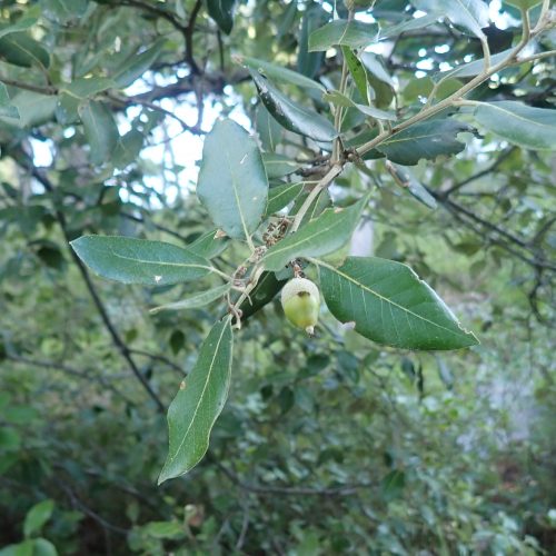 Quercus Ilex Chene Vert