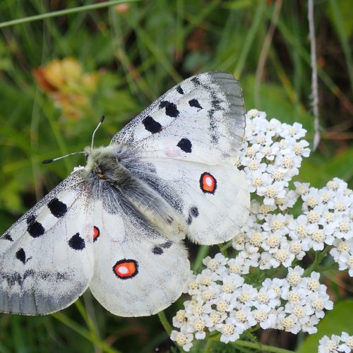 Achillee Et Papillon