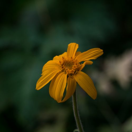 Arnica Montana