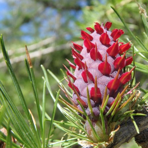 Larix Decidua Jeune Cone Femelle