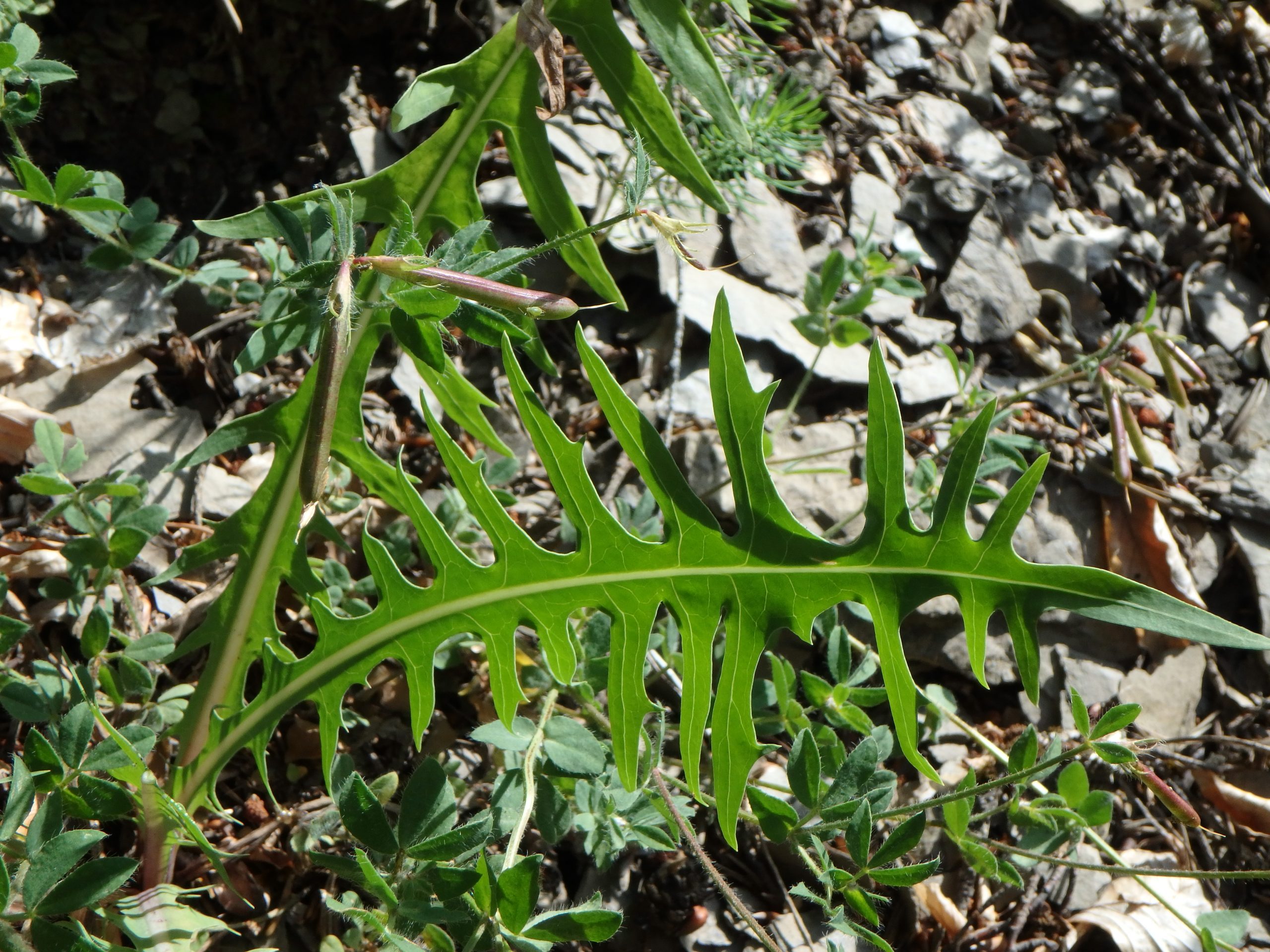 Lactuca Perennis Feuille 2